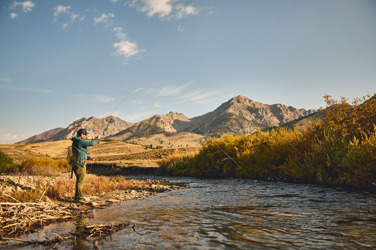 A fly fisherman in the Big Wood River hooked up with a Rainbow Trout . The Boulder Mountains, golden autumn trees, and a blue sky in the background.